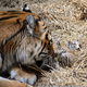 Illustration for article titled ZOMG THERE ARE BABY AMUR TIGERS AND LEOPARDS!!!